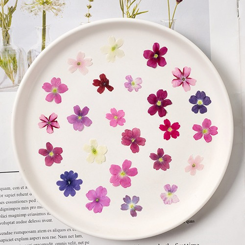 60Pcs Various Mini Dried Flowe - Beauty Makeup Bridal review and price