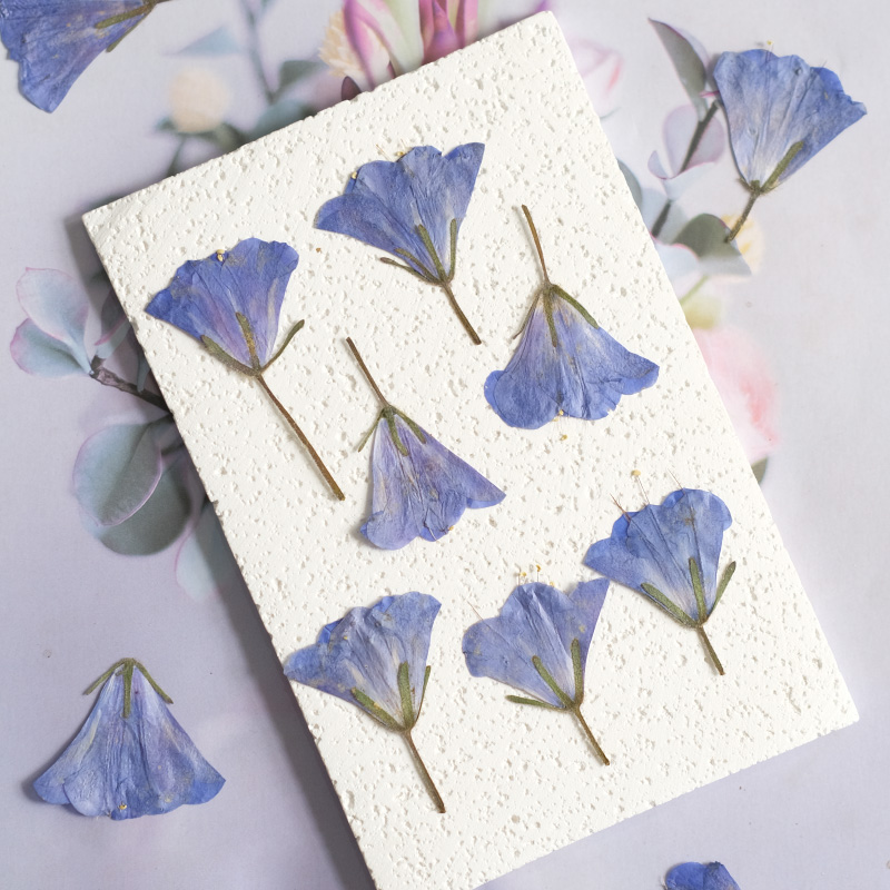 12pcs/3-5cm,nature Bluebell Em - Beauty Makeup Bridal review and price