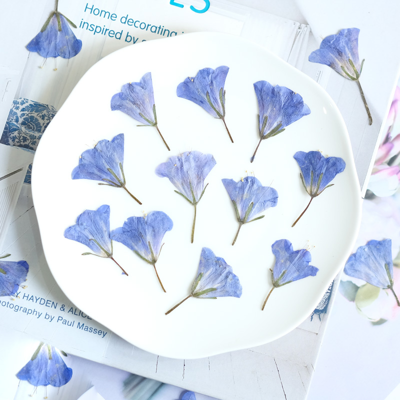 12pcs/3-5cm,nature Bluebell Em - Beauty Makeup Bridal review and price
