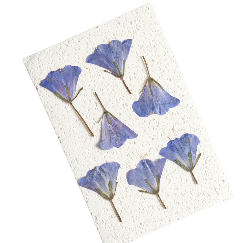 12pcs/3-5cm,nature Bluebell Em - Beauty Makeup Bridal review and price