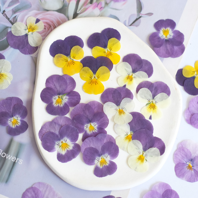 12pcs,nature Pansy Dried Flowe - Beauty Makeup Bridal review and price