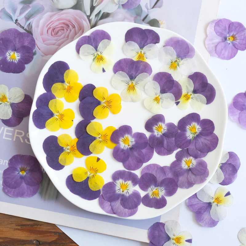 12pcs,nature Pansy Dried Flowe - Beauty Makeup Bridal review and price