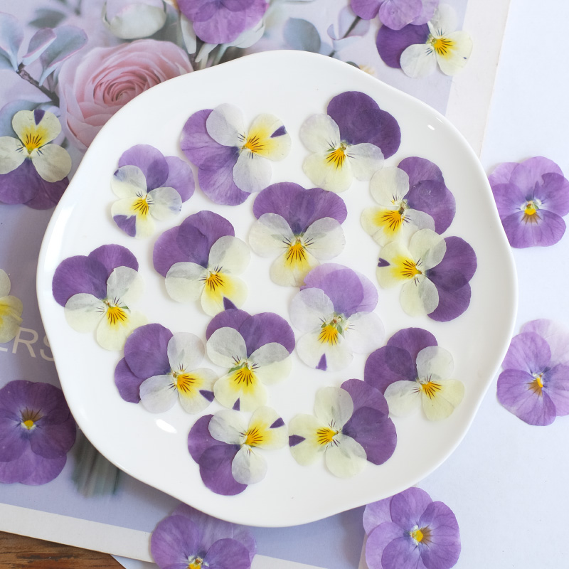 12pcs,nature Pansy Dried Flowe - Beauty Makeup Bridal review and price