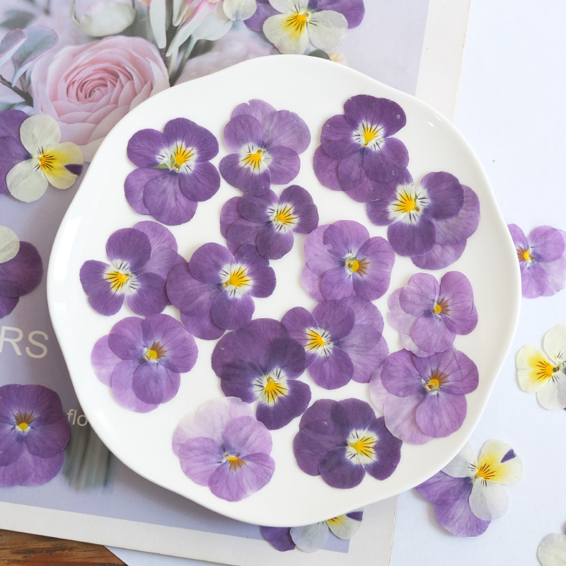 12pcs,nature Pansy Dried Flowe - Beauty Makeup Bridal review and price